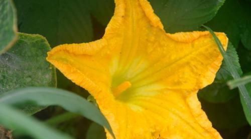 南瓜花可不可以吃