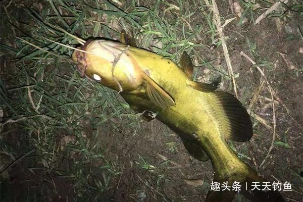夏天串钩夜钓黄颡鱼技巧,最简单有效的钓法,收获更有保证
