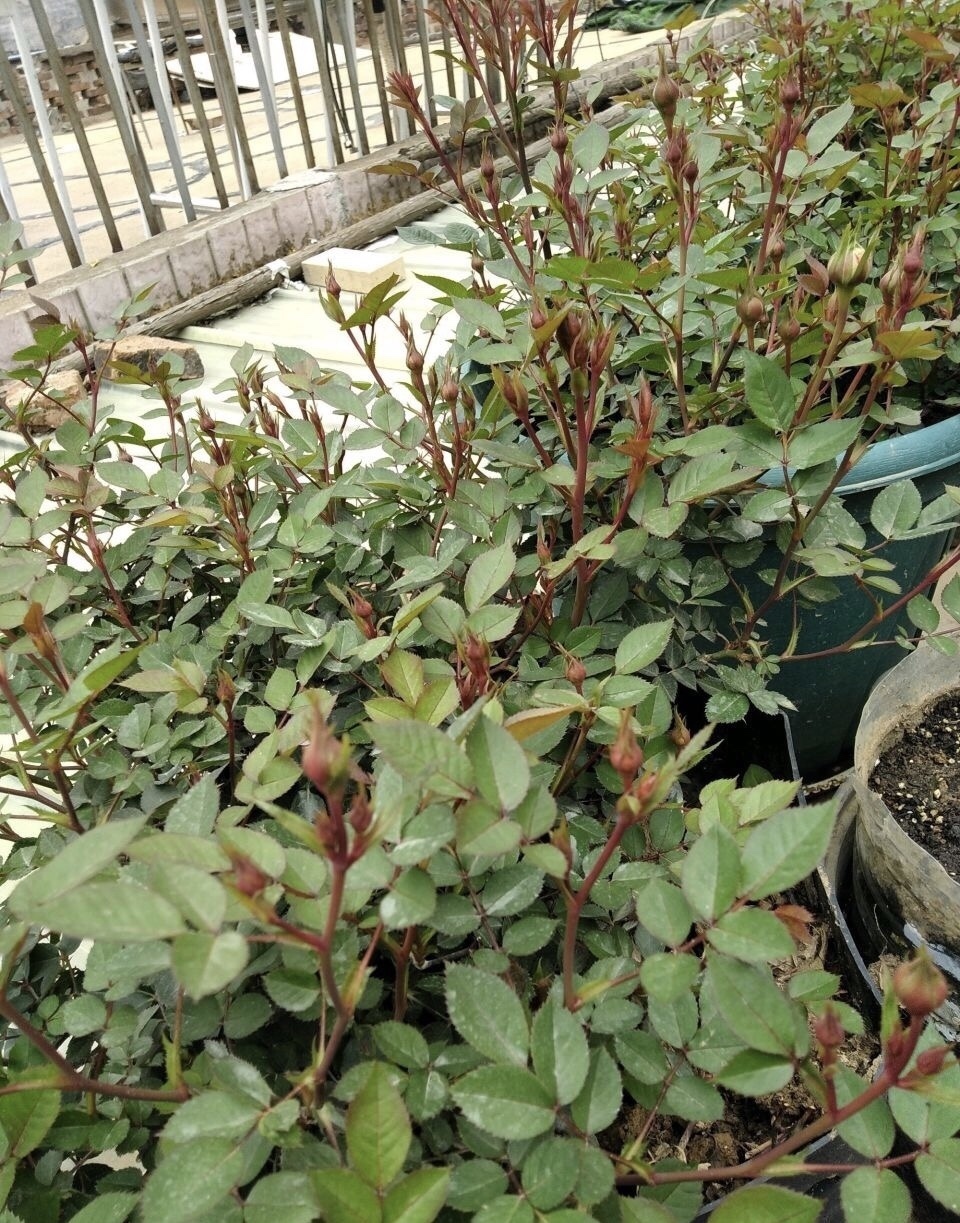 9月养月季,从3个方面“下功夫”,新芽往外窜、10月就开花