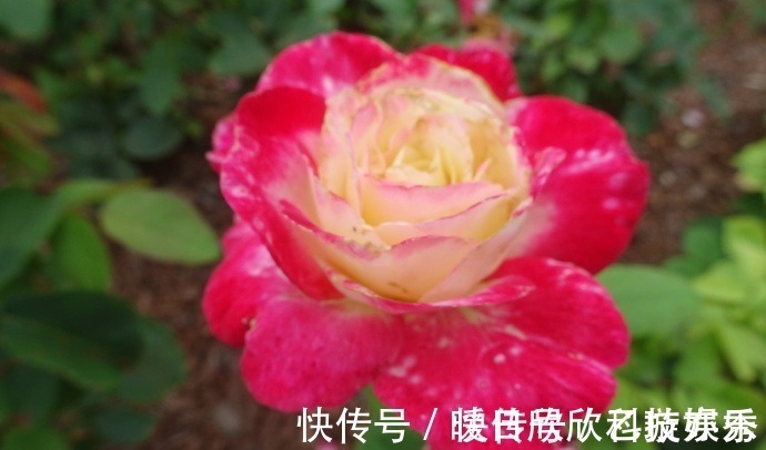 喜欢菊花,不如养盆“玫瑰珍品”大红喜玫瑰,花姿红艳,艳丽动人