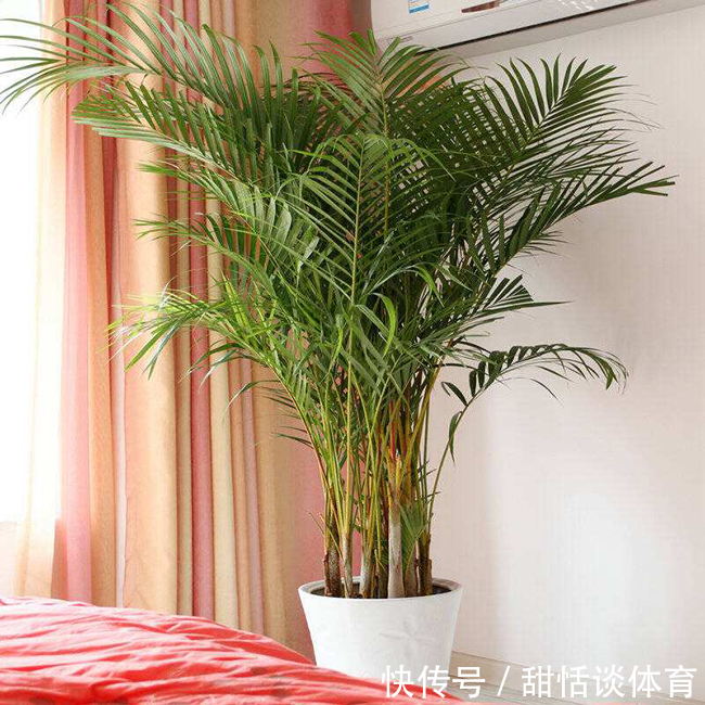 5种“养人花”,你养着它,它也养着你,家里空气清新,人健康