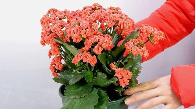 叶片|长寿花“半死不活”僵一年3点大营救,浇点促花肥,花苞挤满盆