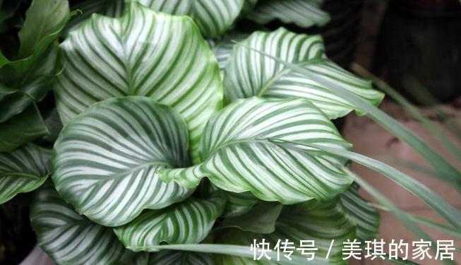 啤酒浇花有什么好处，适合什么样的花卉，怎样浇呢，我来告诉你