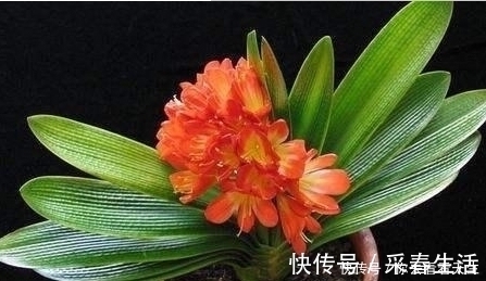 蓖麻子|教你一招让君子兰蹭蹭长，一年长两三对叶子！