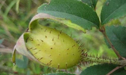 农村|农村山边的“药果子”，能补肾利尿、抗菌消炎，你认识吗？