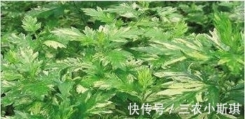 艾叶|艾叶草有什么功效