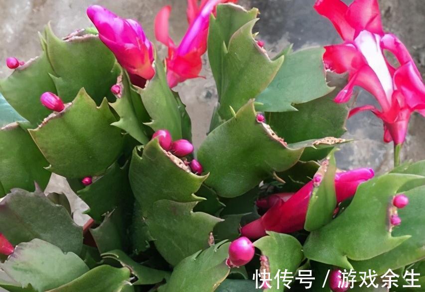 霜降过后,家里必备4盆花,叶子绿、花色艳,越养越喜欢