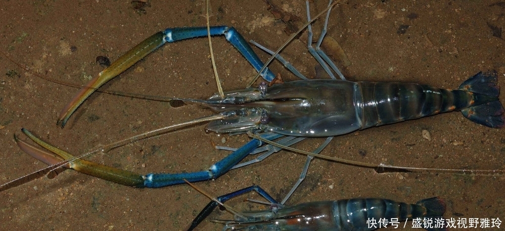 苏州|巨虾来袭?苏州钓鱼人汾湖钓起“大虾王”,钓友:太大了还能吃吗