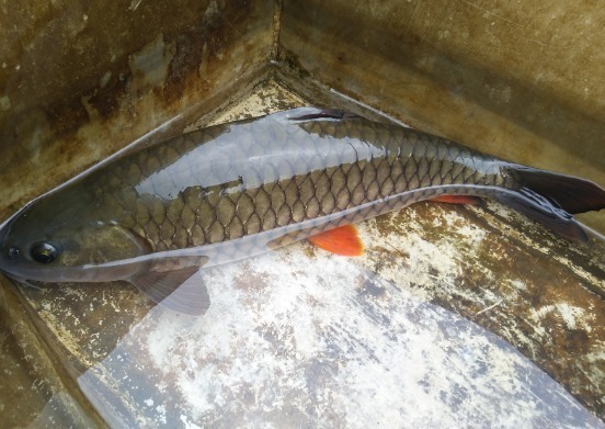 常被年轻人误认成草鱼，殊不知是“淡水之王”，运气好才能钓到