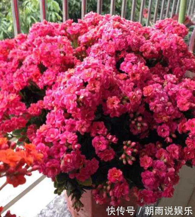 花苞|长寿花能否“早开花”注意3个“小细节”，30天长粗枝、花爆盆