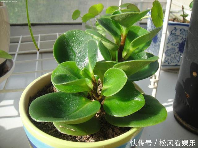根系|这花称为“电脑杀手”,桌边放几盆减少辐射,养得肉嘟嘟更具生机