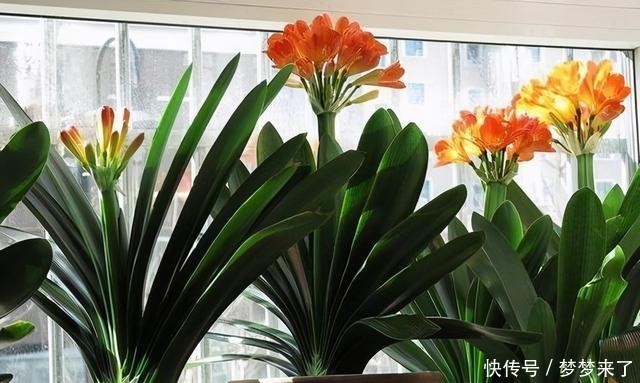 花箭|君子兰一个花箭“孤零零”?搞个小破坏,挤出壮观的“大群兰”