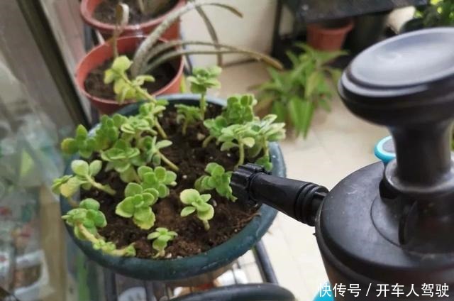 植物扦插繁殖的时候学会这几招，很容易生根发芽，你学会了哪种！