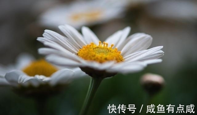 红鸾|11月底，苦尽甘来、桃花满园，星座红鸾星动，爱情来袭