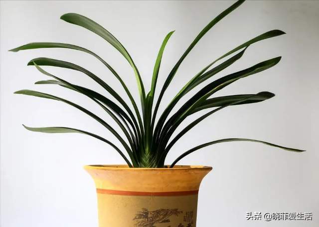花盆|君子兰一直长不好,跟“换盆”有关系,很多人都做错了