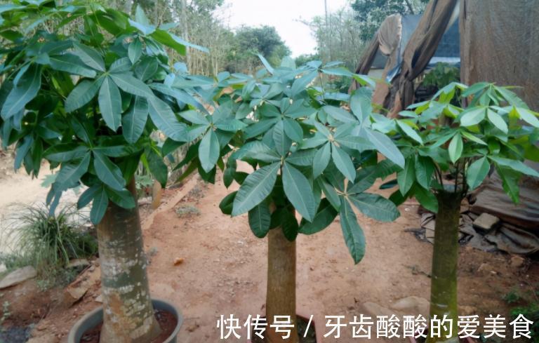 冬天盆栽这4样植物,“懒养”比“勤养”好,不信你试试