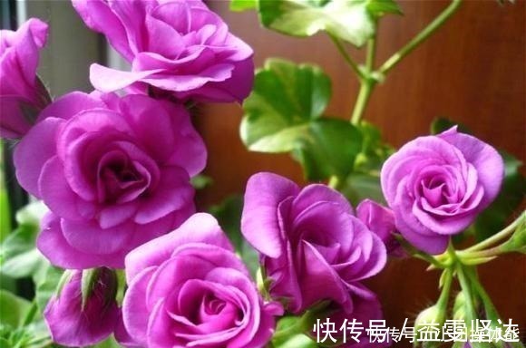 天竺葵|此“花”一年开花好几次,花朵漂亮似玫瑰,养在阳台路人都夸美!