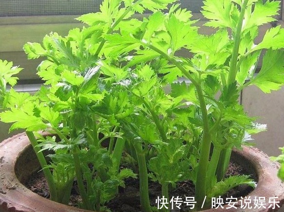 芹菜|还愁没菜吃吗家里种芹菜不用种子不用苗,用这个方法十天长满盆
