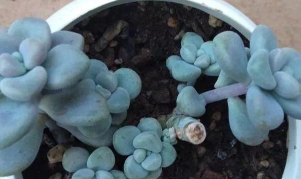 盆栽多肉如何顺利度夏做到少浇水,不砍头、撸叶子就够了