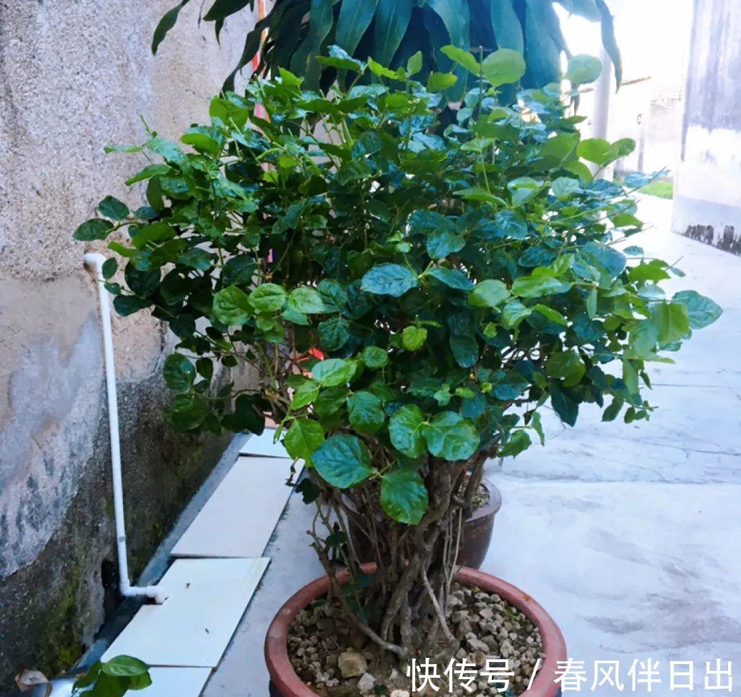 施肥|8种花赶紧剃头,剃得越狠,开花越多