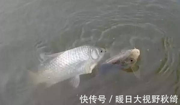 大窝|哎！很多钓友都是这样打窝，难怪鱼获越来越少