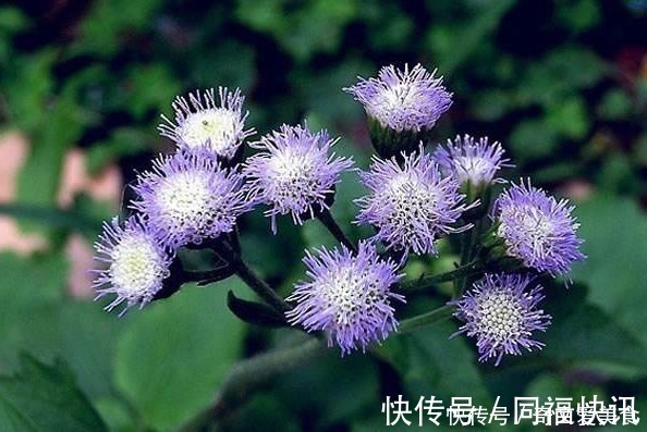 花语|此花花姿妖娆,紫色的花朵散发着沁人心脾的芳香,令人心旷神怡