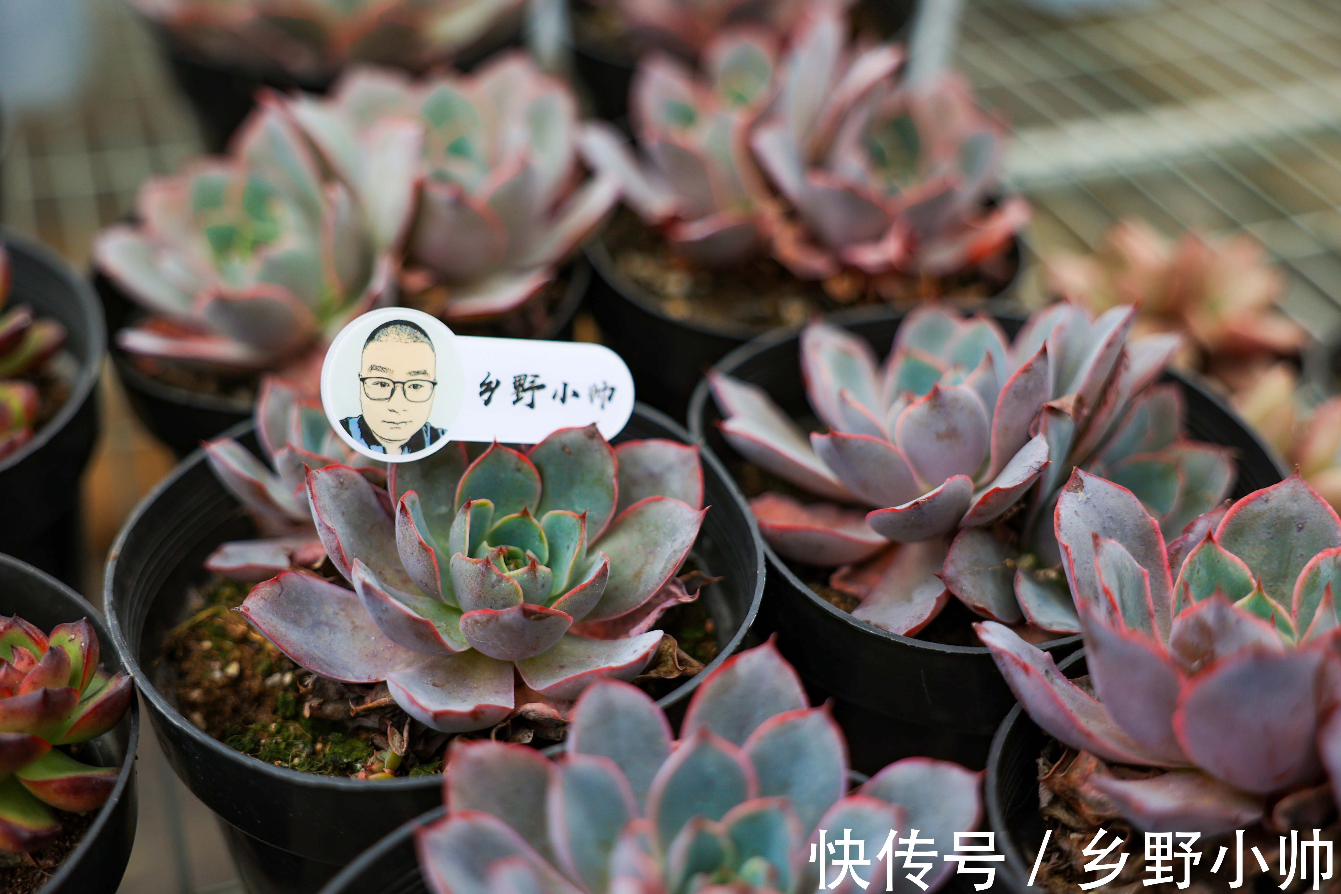 景天科|玉如意、赫拉,一看就贵气满满的多肉,皮实好养,好奇心满满