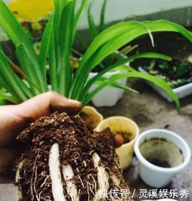 爆盆|还用柳树皮、阿司匹林养花?聪明人都用“一种东西”,养啥都爆盆