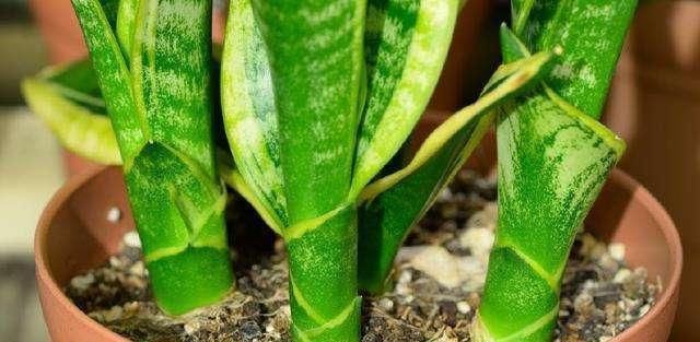 虎皮兰不见长、烂根多用上“4招”小方法,根系壮、叶片绿