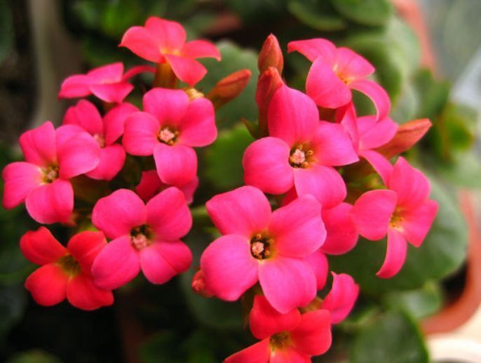 适合家里养的花朵,比月季还好养,花大色艳,养家里芳香怡人