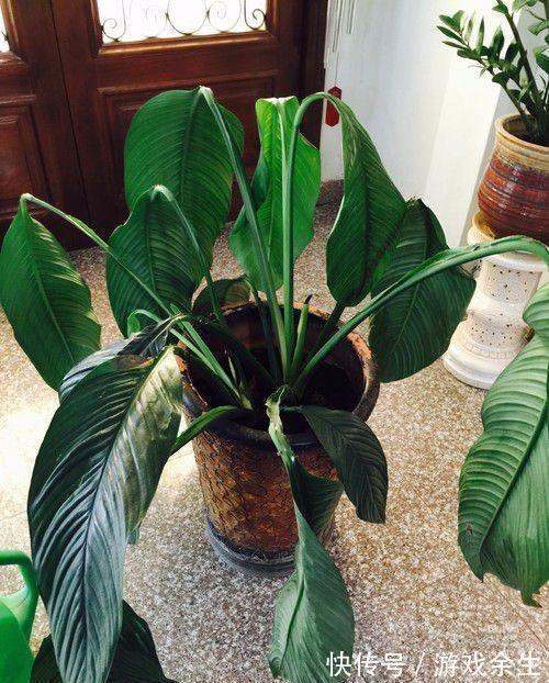 6种“吉利花”不要晒太阳,放在阴凉处,才能长得棒,富贵又旺家