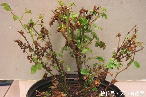 养不活|月季养不活?教你避开种死月季的五个陷阱,不走弯路做月季大神