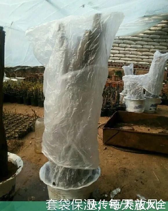 大粗杆子扦插，泥巴一裹就生根，秒变老桩大户