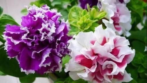 4种“女神花”,漂亮好养,开花量大,十里飘香,你养了吗