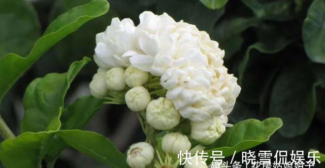 养殖茉莉花时,这4种枝条要及时进行修剪,否则难以开花