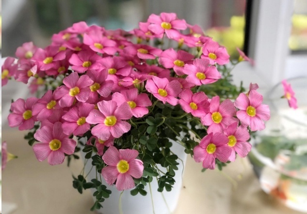 光照|7种一年四季开花的植物，阳台养一盆，天天有花看！