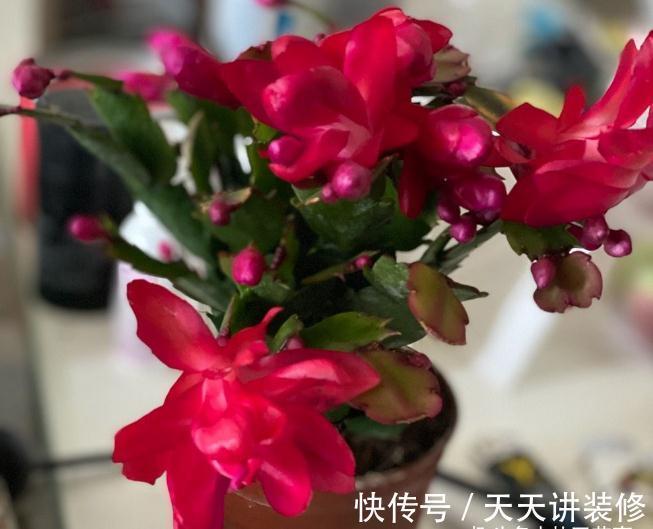 休眠|9月做件事，唤醒蟹爪兰，10月3方法，年底花开爆