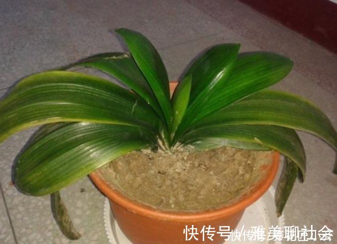 叶片|君子兰叶子残缺长“疤”,平时管住手,做好3点,养出“大扇面”