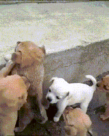 |搞笑GIF趣图:我有给手机降温的好方法