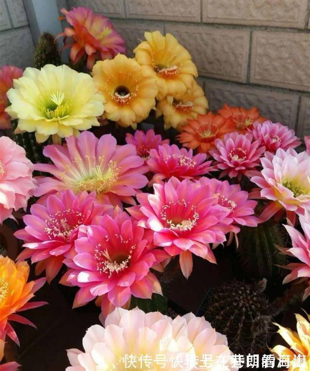 天冷|天冷了，15种漂亮花喜欢“大太阳”，多晒长得壮，花更多