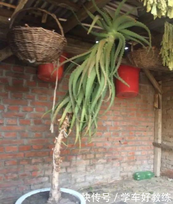 1米7的天竺葵,开花成瀑布,太震撼了!