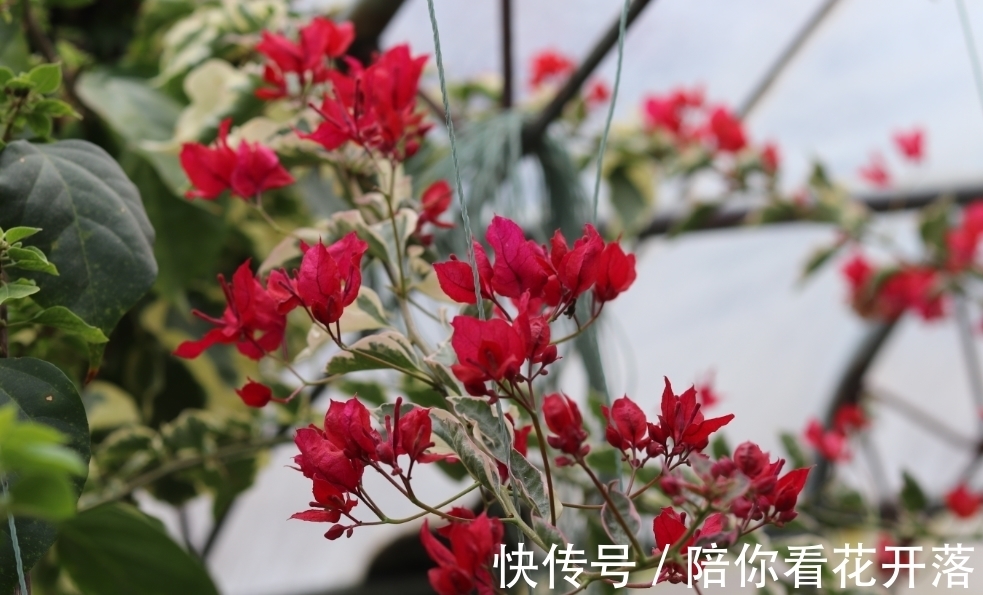 养花人都有的“迷惑行为”,只有爱花之人才懂,看看你中了几条