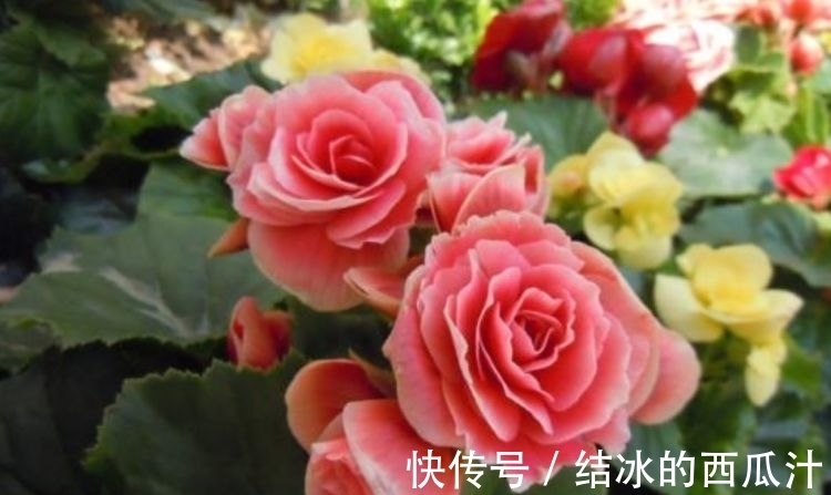 养花就养4种花,家里养一盆,满屋飘香,清新幽雅!