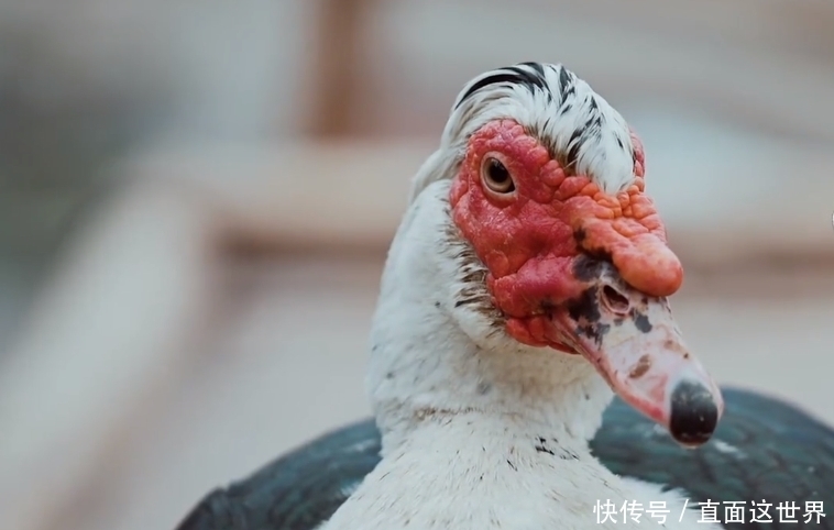 《向往的生活》拍开工照,张艺兴拒绝站C位,理由很现实!