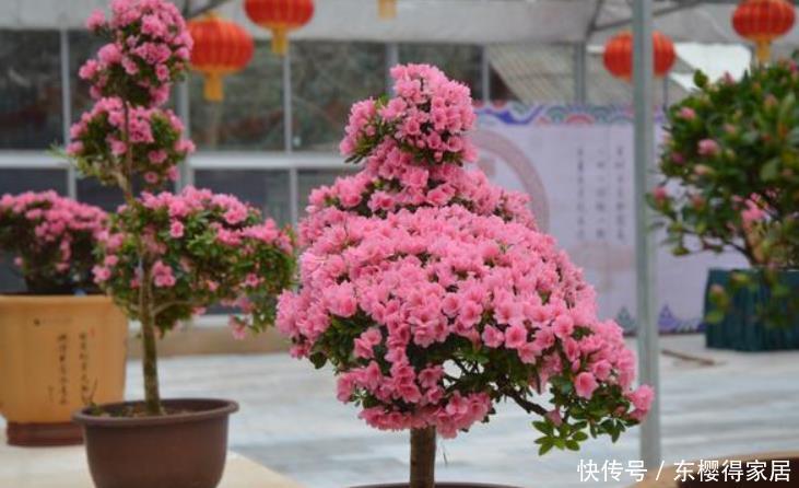 冬天常见的4种“年宵花”别停肥，养不好都是“缺肥”导致的！
