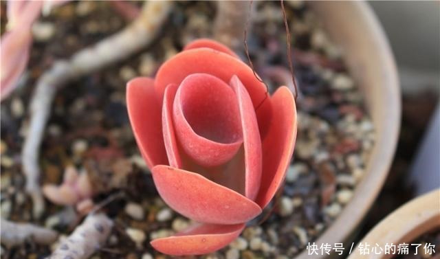 唐印，从菜到萌，从一到多！