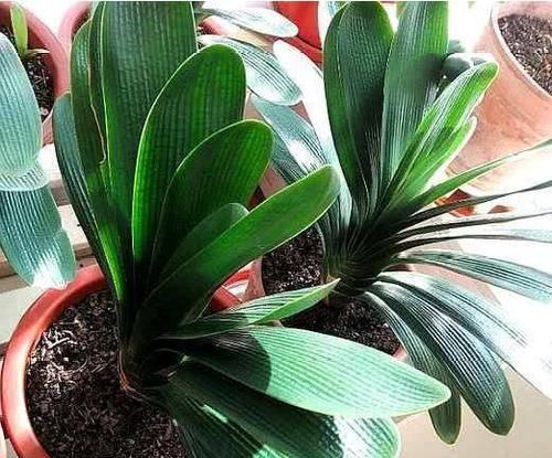  花肥|用鸡蛋壳自制花肥，多加这1步，肥效翻倍，推荐！