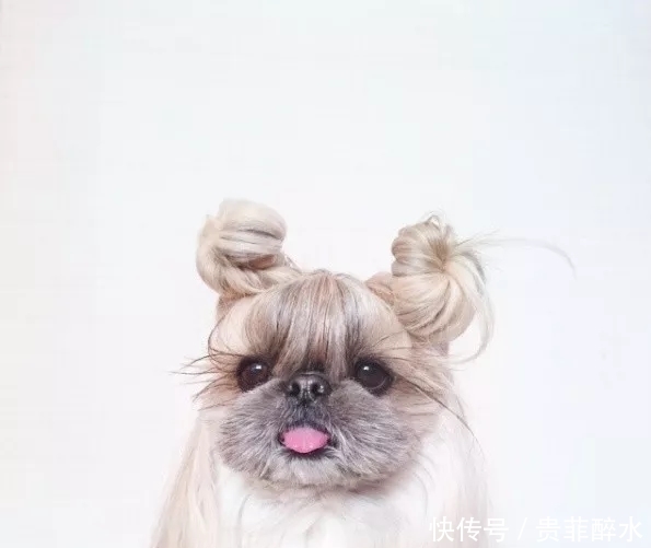 太可怕了，我的发型还没有一条狗好看！