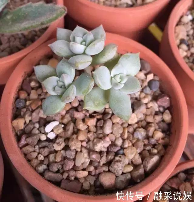 1把沙子撒盆里，土不板结根不烂，叶不黄小飞虫也没了！