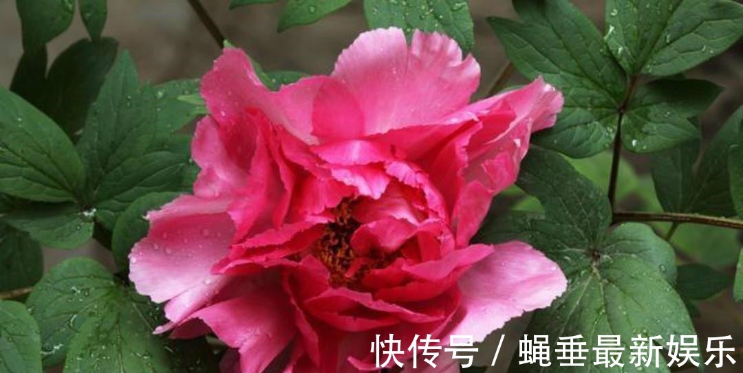 刘禹锡#刘禹锡最经典的一首诗,每一句都美得如诗如画,怎一个美字了得